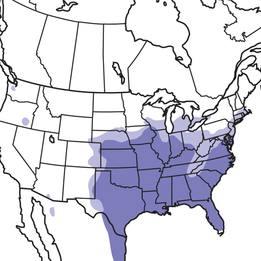 Northern Bobwhite | Audubon Field Guide